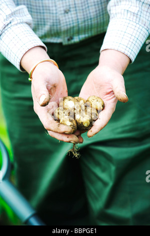 Appena scavato organici locali di patate Foto Stock