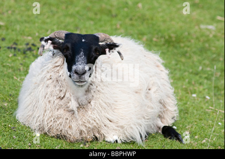 Highland pecore in appoggio a Skye Foto Stock