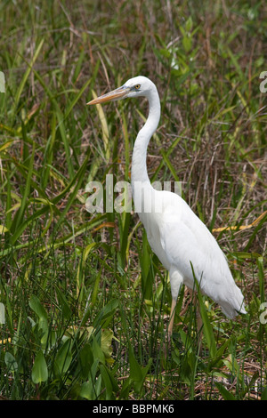 Grande bianco aironi e altri uccelli abbondano su Anhinga Trail a Royal Palm nel parco nazionale delle Everglades, Florida. Foto Stock