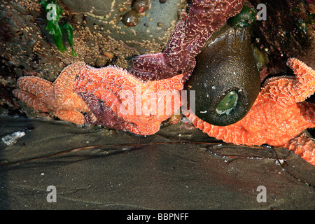 vita di mare Foto Stock