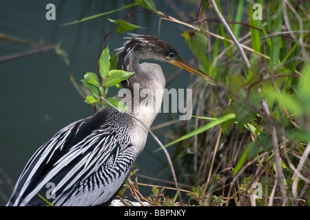 Gli uccelli abbondano su Anhinga Trail a Royal Palm, vicino la Ernest F. Coe Visitor Center del parco nazionale delle Everglades , in Florida Foto Stock