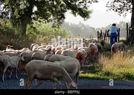 Il pastore e il suo gregge di pecore durante la transumanza, PYRENEES-ATLANTIQUES (64), Francia Foto Stock