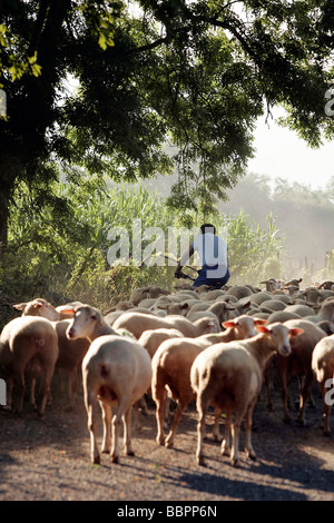 Il pastore e il suo gregge di pecore durante la transumanza, PYRENEES-ATLANTIQUES (64), Francia Foto Stock