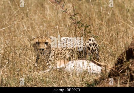 Cheetah con kill - Masai Mara riserva nazionale, Kenya Foto Stock