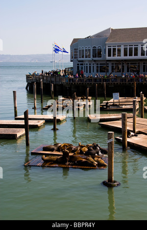 San Francisco i leoni di mare e i turisti al Molo 39 Foto 14 casanf78149 foto copyright Lee Foster Foto Stock