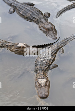 Colorado Mosca Gator Colorado Farm di alligatore e rettile parco Foto Stock