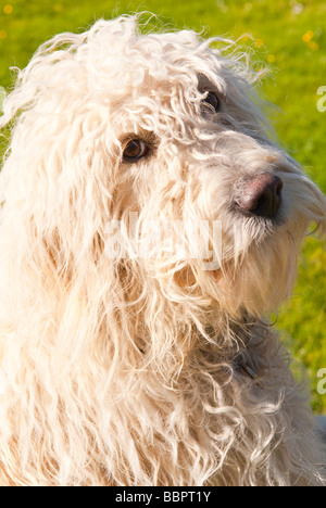 Un grande bianco mongrel capelli lunghi carino cercando cane close up ritratto eventualmente incrociato con un barboncino e un labrador retriever o Foto Stock