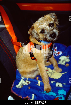 Border Terrier cucciolo seduti in auto di indossare l'IMBRAGATURA DI SICUREZZA Foto Stock