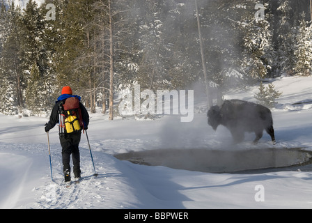 Mike Vining sci backcountry passato un bisonte in Geyser Basin Yellowstone N P Wyoming USA Foto Stock