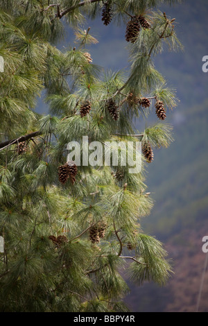 Pino con pigne nelle montagne del Bhutan Foto Stock