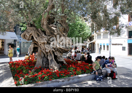 Antico albero di olivo, Placa Cort, Palma de Mallorca, Palma comune, Mallorca (Maiorca, isole Baleari, Spagna Foto Stock