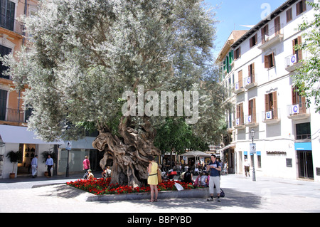 Antico albero di olivo, Placa Cort, Palma de Mallorca, Palma comune, Maiorca, isole Baleari, Spagna Foto Stock