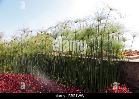 Il papiro crescere nel Giardino Botanico di Madera Foto Stock