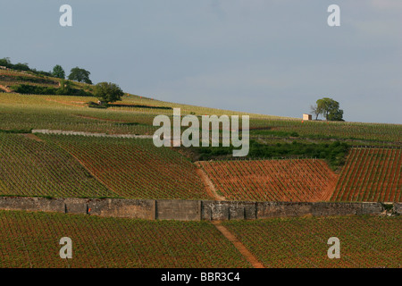 POMMARD vigneto, nella regione di Pommard, COTE D'OR (21) Foto Stock