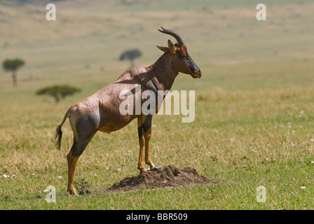 Topi Damaliscus lunatus Masai Mara riserva nazionale del Kenya Africa orientale Foto Stock