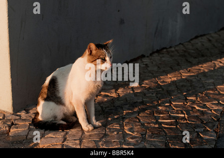 Street cat sunabthes sul caldo pomeriggio in Alvor Algarve Portogallo Foto Stock