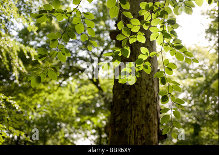 La Svezia in estate, Hallands vadero. Foto Stock