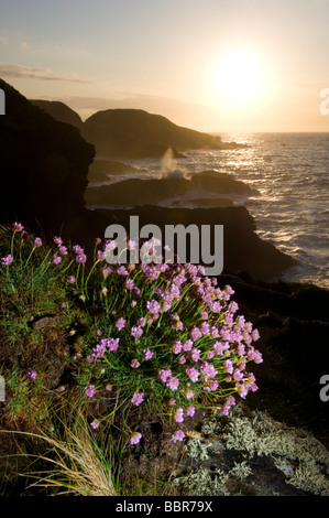 La parsimonia, Armeria maritima, crescente sulla spiaggia rocciosa e scogliere vicino Collieston, Scozia. Foto Stock