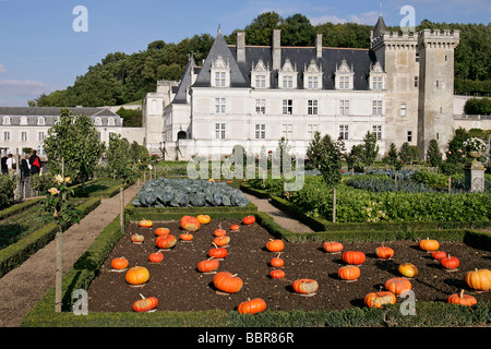 I giardini, CHATEAU DE VILLANDRY, Indre-et-Loire (37), Francia Foto Stock