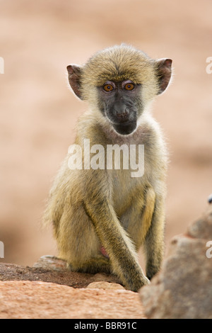 Giovane babbuino - Taita Hills Wildlife Sanctuary, Kenya Foto Stock