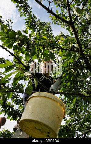 Foto di stock di 9 anno vecchio ragazzo la raccolta delle ciliegie da un albero Foto Stock