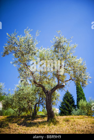 Albero di olivo sul cielo blu sullo sfondo Foto Stock