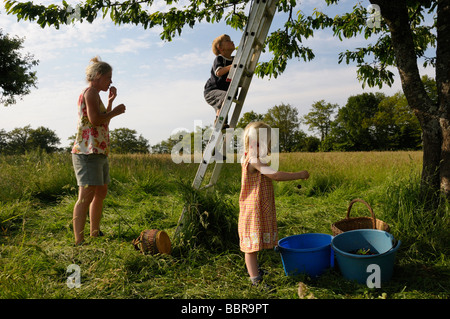 Famiglia di ciliegie di prelievo da un albero Foto Stock