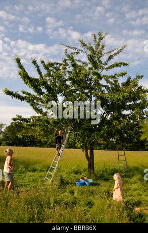 Famiglia di ciliegie di prelievo da un albero Foto Stock