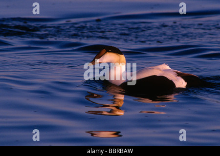 Comune maschio eider duck (Somateria mollisima) Foto Stock