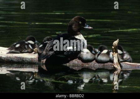 Barrow è goldeneye madre e le ochette (Bucephala islandica) Foto Stock