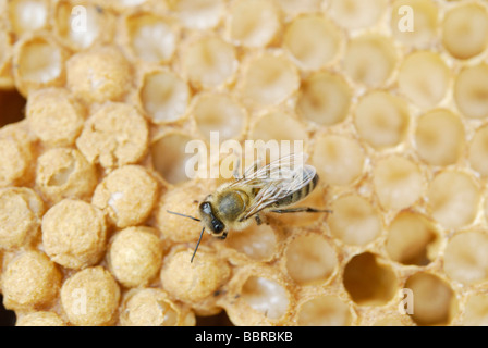 Il miele delle api (Apis mellifera) drone di larve in celle di covata poco prima della fase di transizione verso la fase di pupe, con alcune cellule alre Foto Stock