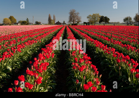 Rosso e rosa campi di tulipani la luce del tramonto vicino a Mount Vernon Washington stato USA Foto Stock