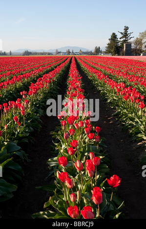 Rosso i campi di tulipani vicino a Mount Vernon Washington stato USA Foto Stock