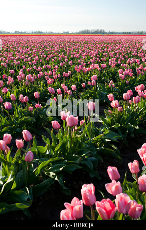 Rosa campi di tulipani vicino a Mount Vernon Washington stato USA Foto Stock