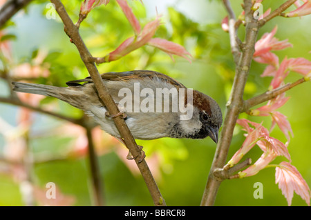 Casa passero, Passer domesticus, maschio adulto appollaiato in un giapponese di acero in un giardino in primavera. Foto Stock