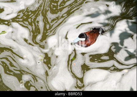 Maschi di anatra rossiccio in acqua con la fioritura di alghe al Parco Zoologico Woodland Seattle nello Stato di Washington STATI UNITI D'AMERICA Foto Stock