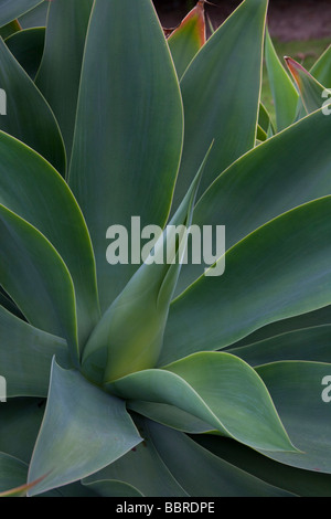 Pianta di agave Upcountry Maui Hawaii Foto Stock