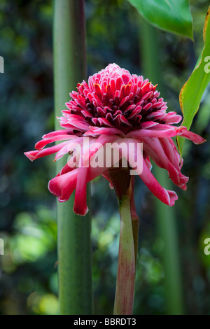 Lo zenzero torcia giardini tropicali di Maui Iao Valley Maui Hawaii Foto Stock