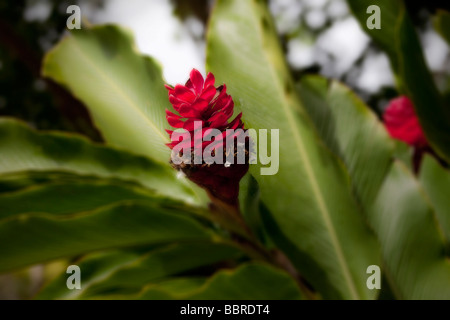 Red Ginger torcia giardini tropicali di Maui Iao Valley Maui Hawaii Foto Stock