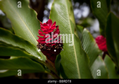 Red Ginger torcia giardini tropicali di Maui Iao Valley Maui Hawaii Foto Stock