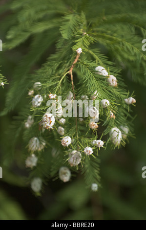 Cypress ramoscello Gall Midge Taxodiomyia cupressiananassa Gall formando il cipresso calvo foglie di albero Foto Stock