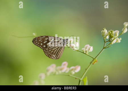 Un tropicale butterly sui fiori questa farfalla può essere visto ovunque in Malese foresta pluviale s Foto Stock