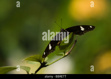 Un tropicale butterly sui fiori questa farfalla può essere visto ovunque in Malese foresta pluviale s Foto Stock