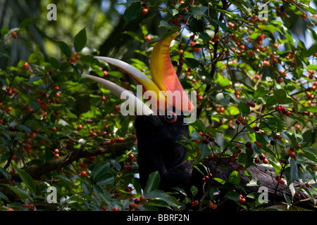 Il bello e colorato becco visto in Malese foreste pluviali tropicali questo hornbill è mangiare alcuni frutti locali. Foto Stock