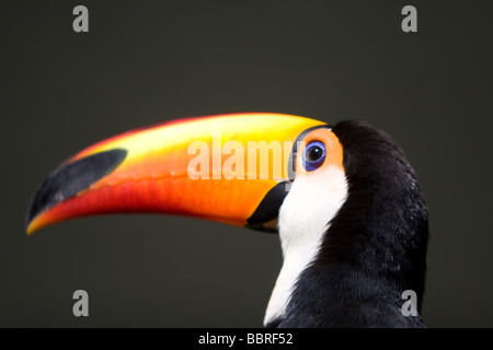 La colorata Toco Toucan e la sua enorme e colore brillante becco come visto nel parco. Foto Stock