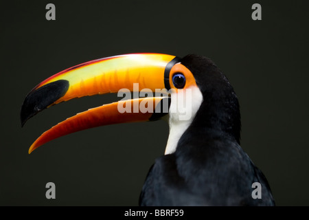 La colorata Toco Toucan e la sua enorme e colore brillante becco come visto nel parco Foto Stock