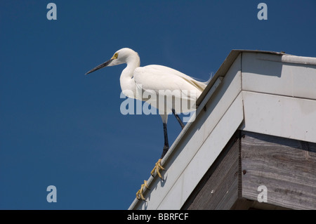 Airone nevoso sul tetto del molo Fort De Soto Florida USA Foto Stock