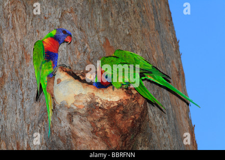 Rainbow parrocchetti, Trichoglossus haematodus, coniugata coppia, ispezione di un nido cava in un albero di gomma mentre un altro uccello orologi Foto Stock