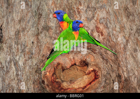 Rainbow parrocchetti, Trichoglossus haematodus, coniugata coppia al di fuori del loro nido che è integrato nel cavo di un albero di gomma, Australia Foto Stock