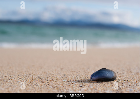 Cozza conchiglia su una spiaggia, Isle of Harris, Ebridi Esterne, Scozia Foto Stock